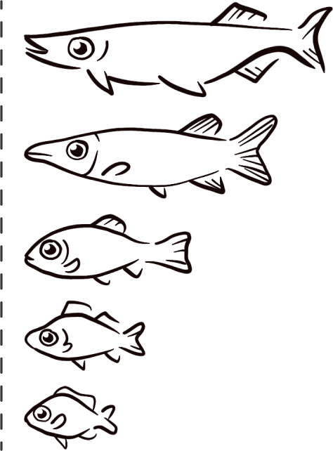 a series of different sizes of fish, lined up vertically from biggest to smallest. the front of each fish is aligned, showing good alignment